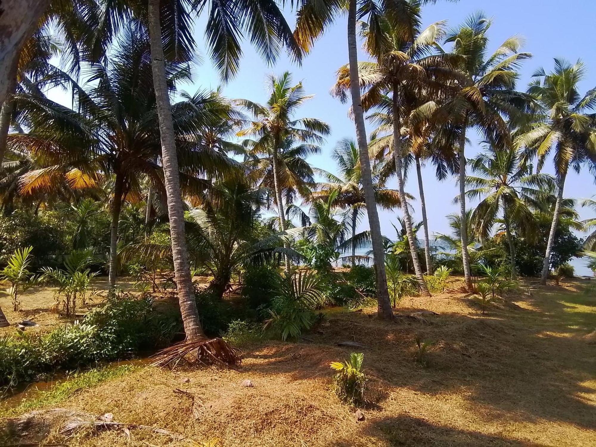 Jc Island Resort Munroe Kollam Exterior photo